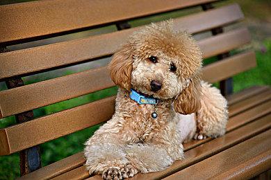 PS+精选集版《生化危机7》无法享受PS5免费更新